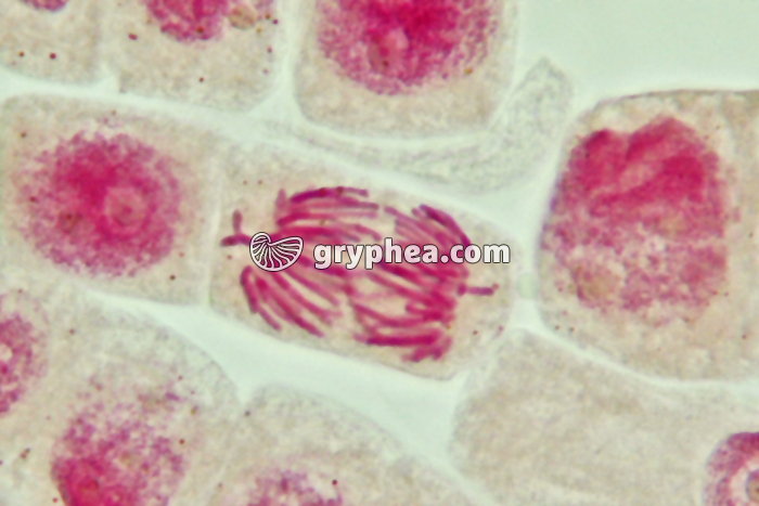 Mitose cellules de racine d'Ail - Anaphase x800 - gryphea.com